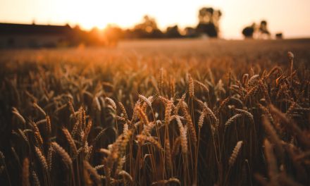 Matthew 9:27-10:4:  The Harvest is Plentiful, but it Could Go to Waste
