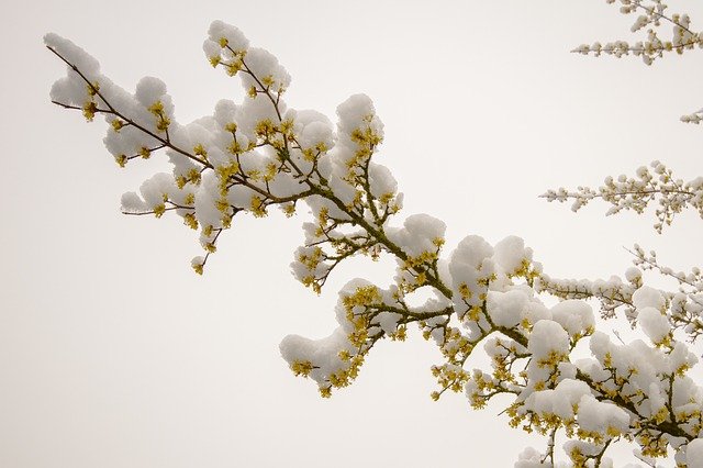 snow-blossoms