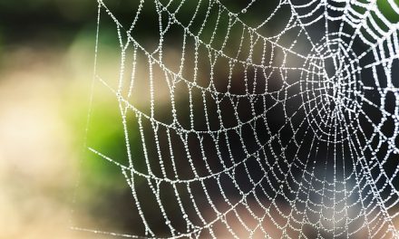 Web of Support – Eph 6:18