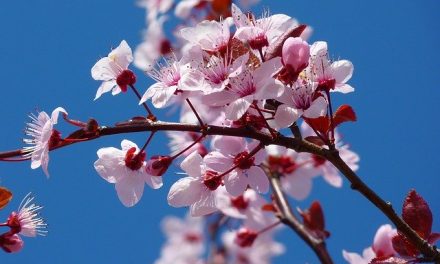 The Blossoming of the Almond Tree – Ex 25:33-34, 37:17-23