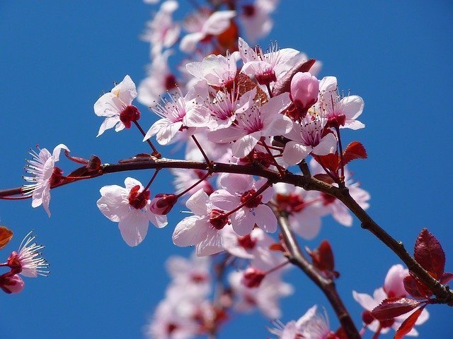 The Blossoming of the Almond Tree – Ex 25:33-34, 37:17-23