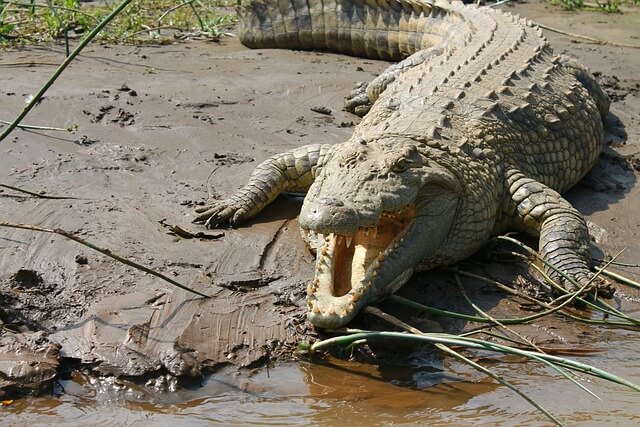 A Lament of The Crocodile – Ezek 32