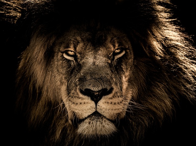 Trusting God with Lions – Dan 6