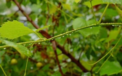 A Branch by Itself Does not Bear Fruit – John 15:1-2