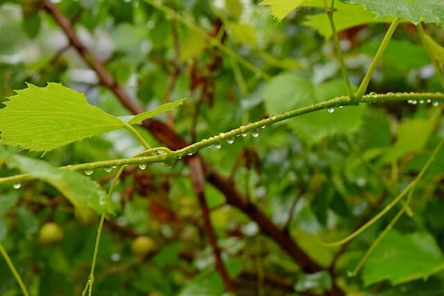 we are the branches - john 15