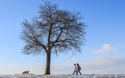 Longsuffering and Patience in the Season – Psalm 1