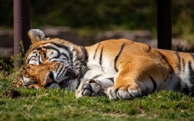 Understanding the Present Time – Romans 13:11-14