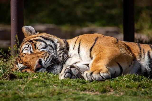 Sleeping Tiger - Rmoans 13