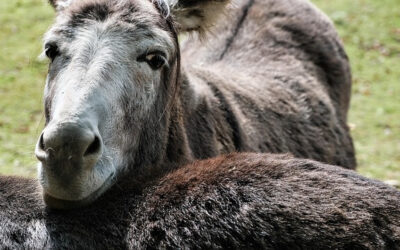 Did Israel not Understand? – Romans 10:19-21