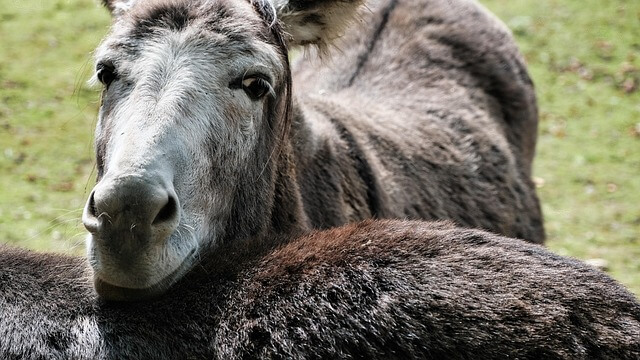 Stubbornness and Disobedience of Israel - Romans 10