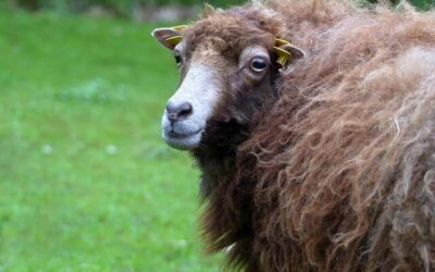 In all these Things – Romans 8:35-37