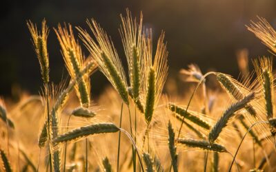 Pray Earnestly for This – Matthew 9:37-38