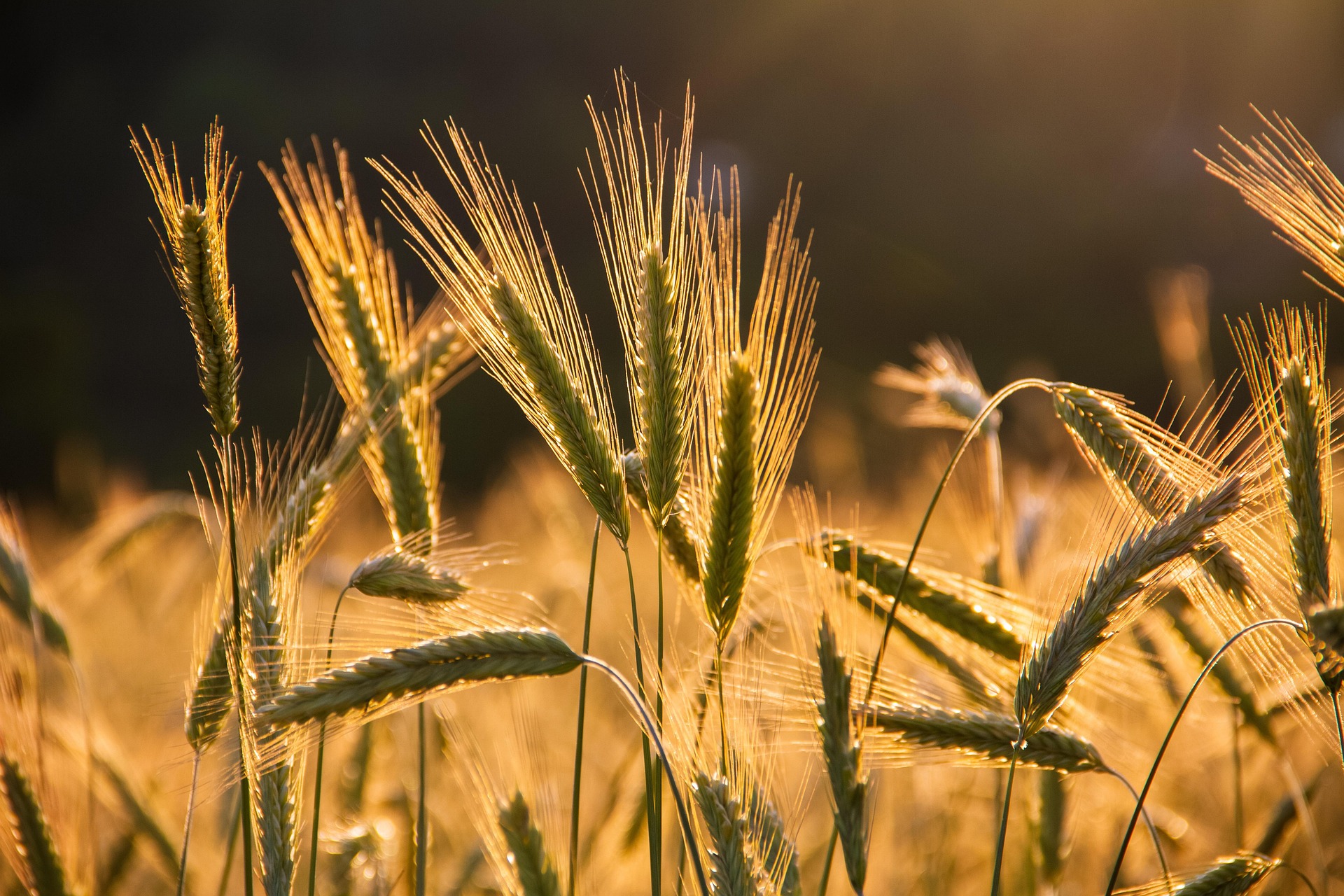 Workers for the Harvest - Mt 9