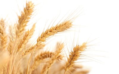 How are the Dead Raised? With What Body? – 1 Cor 15:35-44