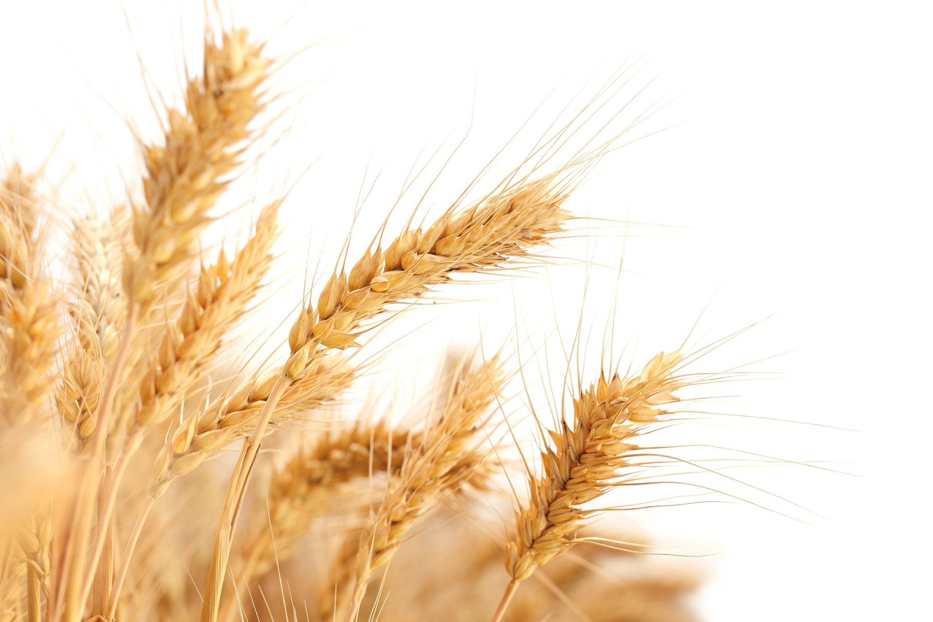 kernel of wheat falls to ground and dies kernel of wheat falls to ground and dies